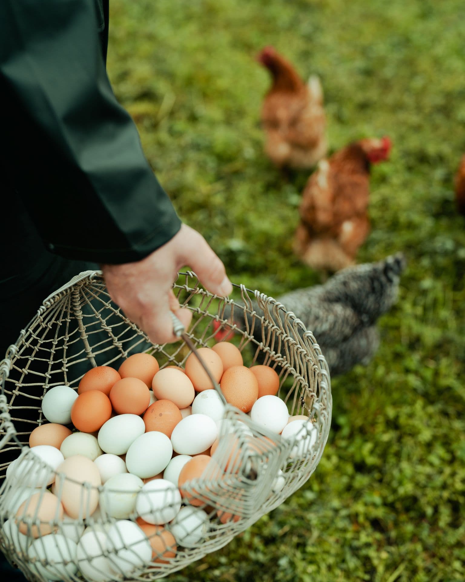 751182 Fresh Eggs Web Version 1920px