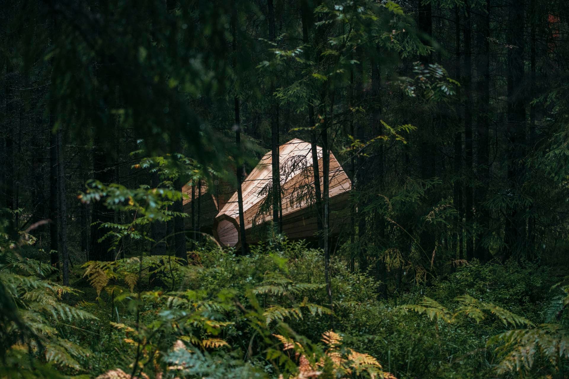 253568 Forest Megaphone Web Version 1920px