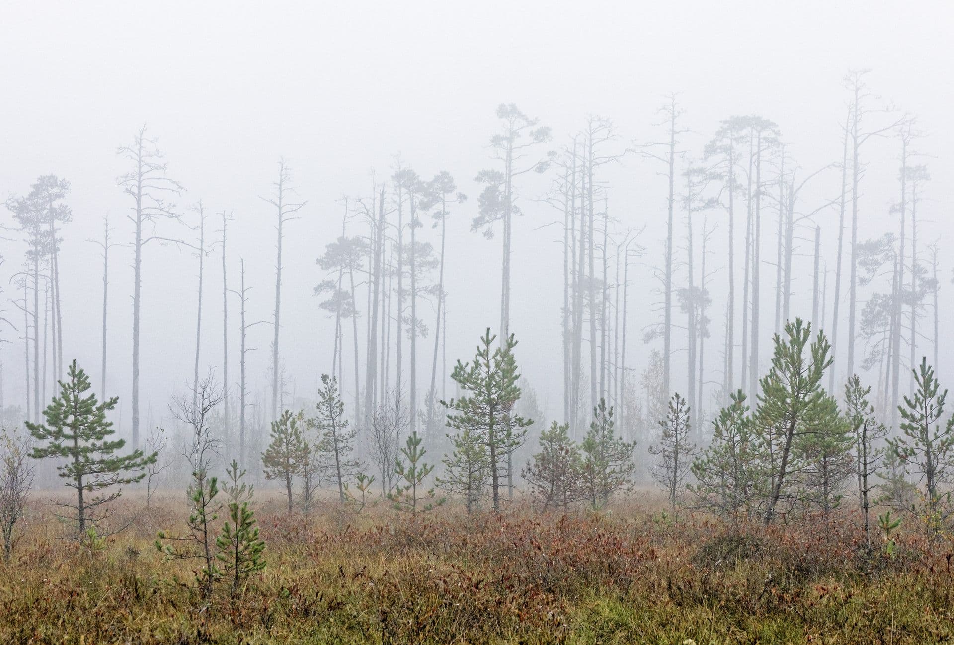 252842 Foggy Bog Web Version 1920px